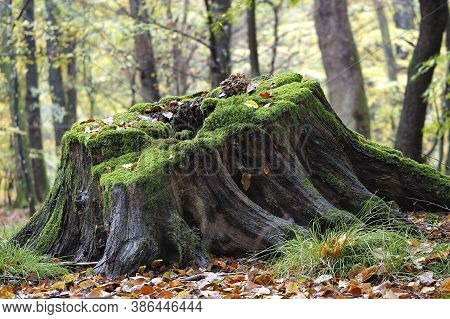 The Hen Of The Woods (grifola Frondosa)