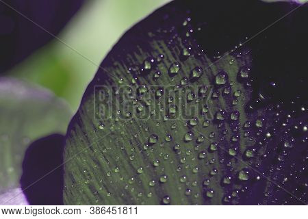 Pastel Toned Floral Backdrop Made Of Macro Close Up Wet Dark Purple Colored Tulip Petal. Tiny Waterd
