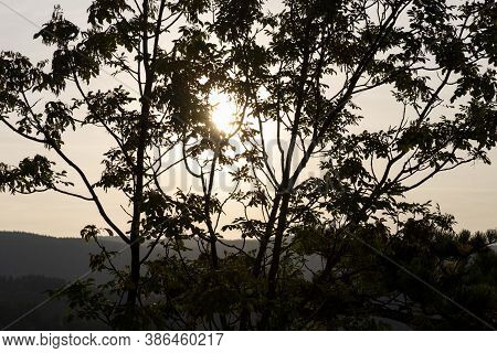 Sun Setting Behind Trees In The Forerst