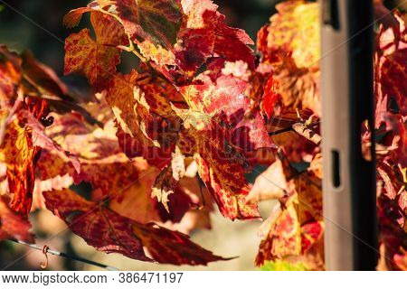 Colors Of France