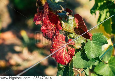 Colors Of France