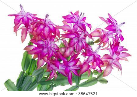 粉红色 Idoor 花