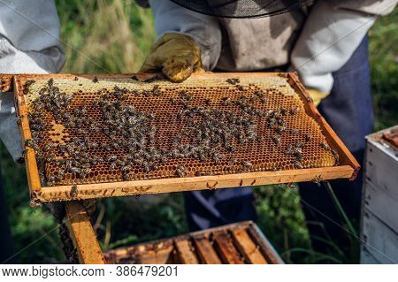 The Beekeeper Looks After Bees, Honeycombs Full Of Honey, In A Protective Beekeepers Suit At Apiary.