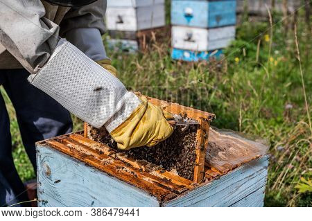 Bee Master On Apiary. Man In Protective Hat Works With Beehive. Beekeeper Examining Bees On A Bee Fa