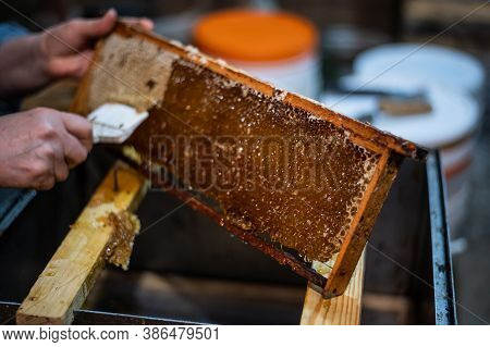 Uncovering The Honeycombs With The Scraper By Hand, Honey Harvest.