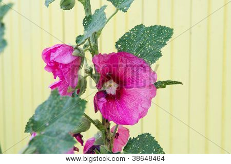 สีชมพู Hollyhock ที่เกาะ Oleron