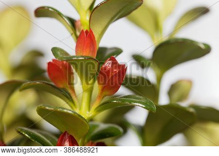 Goldfish Plant Flower, Nematanthus Gregarious