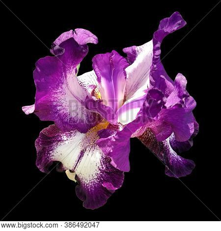 Beautiful Graceful Iris Flower Of White-purple Color On A Black Background. Isolate. Square Image. S