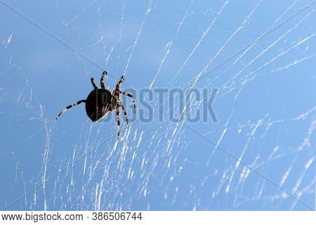 Large Spider Hanging On A Web Against The Sky