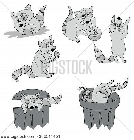 Set Of Cute Raccoons, The Animal Eats Berries And Fruits, Climbs Into The Trash Can, Stands On Its H