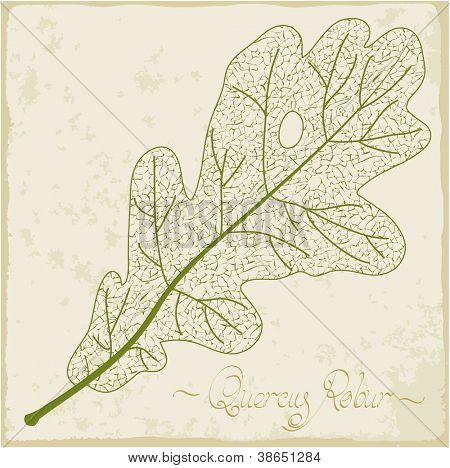 Scheletro di foglia di quercia. Vector.