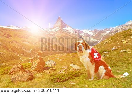 Saint Bernard rescue dog carrying first aid kit, standing in Zermatt, Canton of Valais, Switzerland, with Mount Matterhorn or Monte Cervino or Mont Cervin along the 5 Lakes trail of Sunnegga at sunset