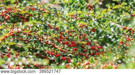 Many Red Fruits On The Branches Of A Cotoneaster Horizontalis Bush In The Garden In Autumn. Natural 