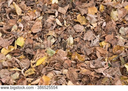 Colorful Seasonal Autumn Background Pattern. Vibrant Carpet Of Fallen Forest Leaves