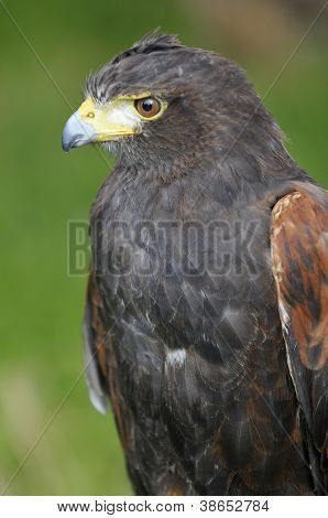 Harris Hawk