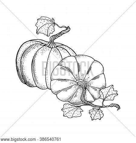 Outline Vector Pumpkins Composition. Black Contour With White Fill Gourds And Leaves. Autumn Drawing