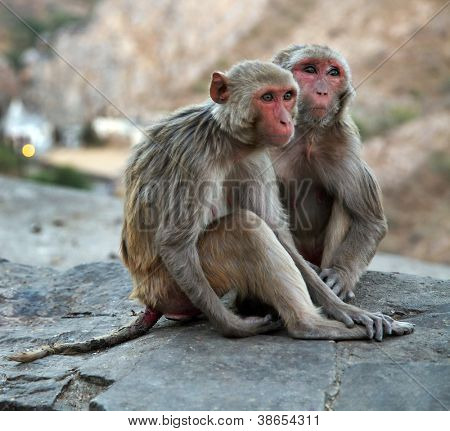 Monkey temple Galwar Bagh i Jaipur, Indien