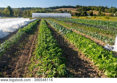 Long Green Rows Of Healthy Food Extend To A Greenhouse And Rolling Hills In The Background. Natural 