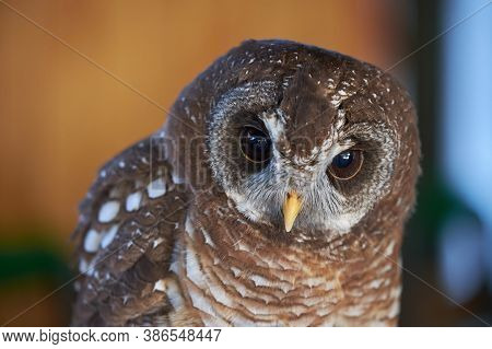 Southern African Pearl-spotted Owlet Sleeping During The Day