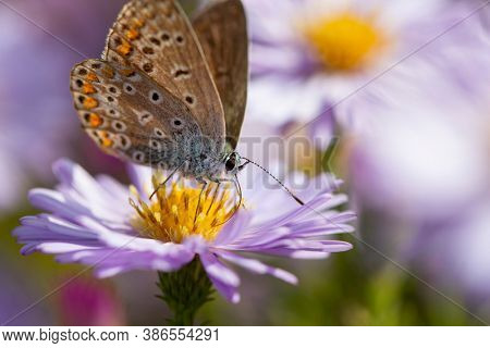 Aster flower with butterfly. Beautiful nature summer background. (Symphyotrichum novi-belgii) (Pararge aegeria)