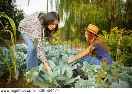 Sisters, Togetherness. Happy Family During Picking Cabbage In A Garden Outdoors. Love, Family, Lifes