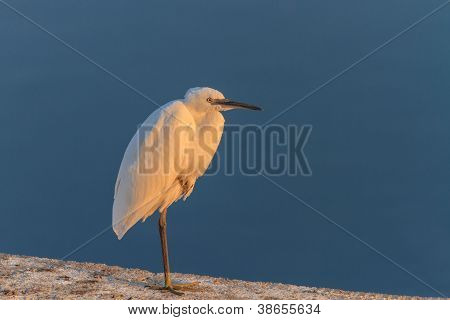 Lille hejre (egretta Garzetta)