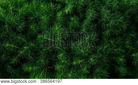 Macro Shot Of Fresh Green Canadian Conic Spruce Wallpaper Floral Nature Background. Green Leaf Shrub