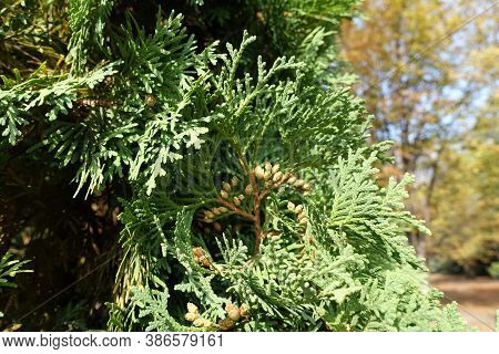Foliage And Cones Of Thuja Occidentalis In September