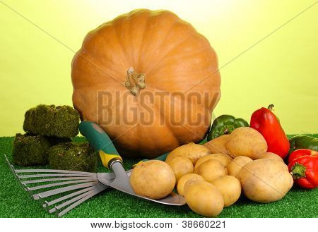 Reif Kartoffeln mit Kürbis und Pfeffer auf Gras auf grünem Hintergrund Nahaufnahme