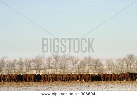 Cattle Row