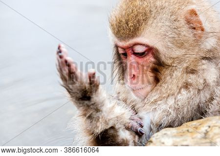 Snow Monkey (macaca Fuscata) From Jigokudani Monkey Park In Japan, Nagano Prefecture. Cute Japanese 