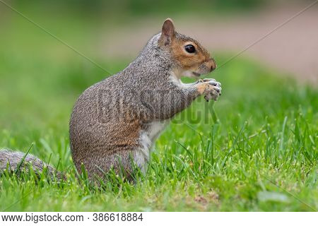 Side View Of An Eastern Gray Squirrel (sciurus Carolinensis) Eating A Nut