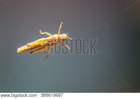 Desert Locust Schistocerca Gregaria Is A Species Of Locust, A Periodically Swarming, Short-horned Gr