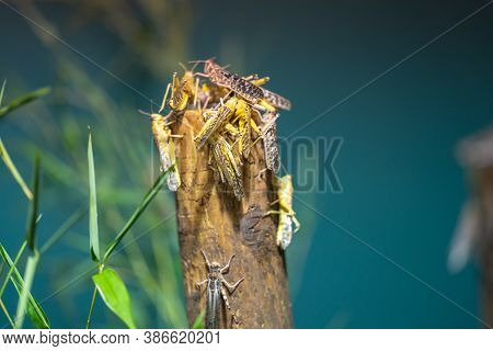Desert Locust Schistocerca Gregaria Is A Species Of Locust, A Periodically Swarming, Short-horned Gr