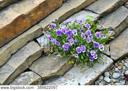 Closeup Of Colorful Pansy Flowers In The Garden. Scientific Name Of Garden Pansies Is Viola Wittrock