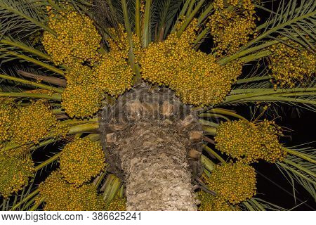 Date Palm Branches With Ripe Dates. Northern Israel. Date Palm Dates.