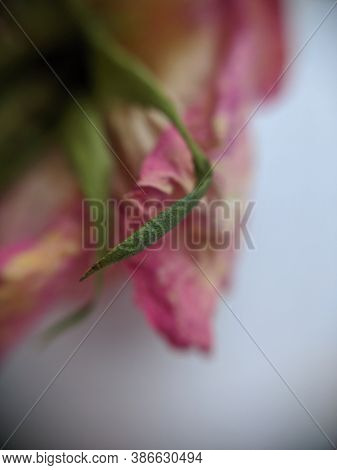 Background With Dried Petals Of A Pink Rose Close-up. Macro Photo