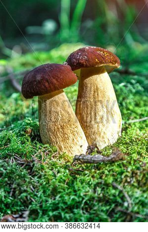 Cute Penny Bun Mushroom Is Growing In The Grass. The Beautiful Small Brown Cap Of A Cep Is In The Fo