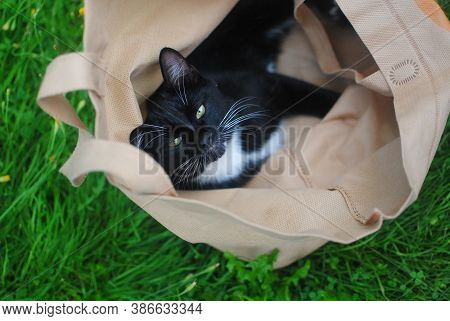 Cute Black And White Cat In A Beige Bag On The Grass