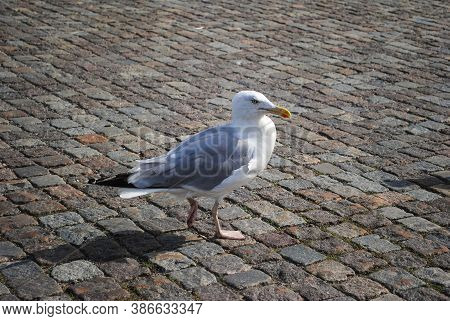 City Landscape With Cute Seagull Close Up Walking On The Ground