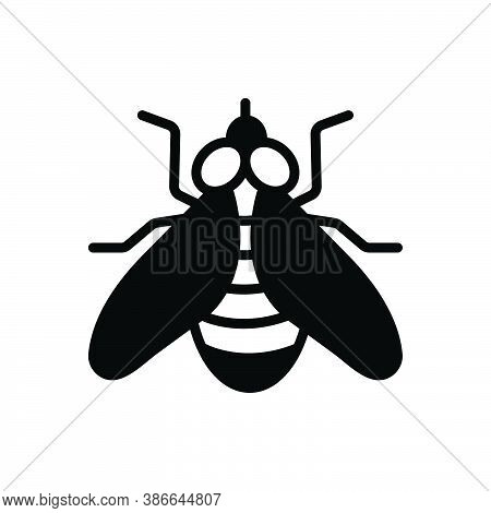 Black Solid Icon For Fly Housefly Drake Blowfly Muzzle Sight Bug Insecticide Dirty Prejudicial Critt