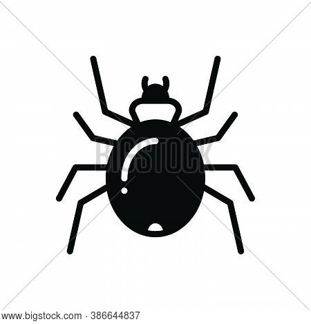 Black Solid Icon For Spider Cobweb Prejudicial Poisonous Halloween Danger Insect Creature Nature