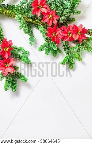 Christmas Concept. Red Poinsettia Flowers And Green Spruce Branches On A White Background. Top View,