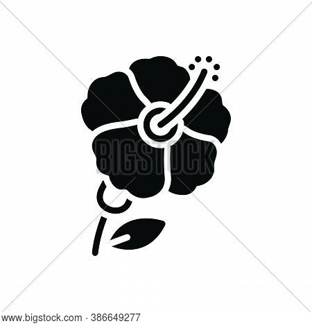 Black Solid Icon For Hibiscus Petal Hawaii Pistil Malvaceae Carmine Natural Flower Blossom Botanical
