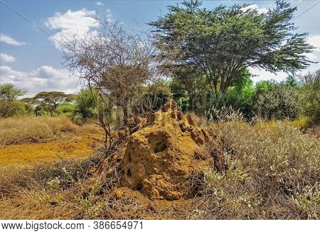 Large Termite Mound In The Savannah. Summer Sunny Day. Among The Dry Grass, There Is A Large Orange 