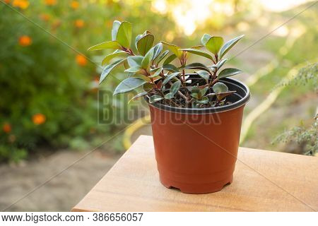 Aeschynanthus Mona Lisa Plant Care Concept, Or Lipstick Plant