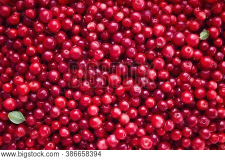 Fresh Organic Cranberries Background. Full Frame Shot Of Cranberries. 