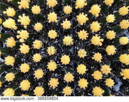 Cactus On Background.moon Cactus (gymnocalycium Mihanovichii) In Flower Pot, Yellow  Cactus.