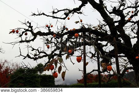 Silhouette Of  Branch Of Japanese Persimmon Tree And Full Of Orange Persimmon Fruit On White Sky Bac