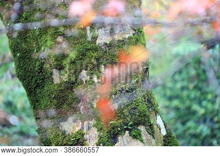 Texture Of Tree Trunk With Lichen Moss And Background Green Tree. Pattern Of Tree Bark With Thalloph